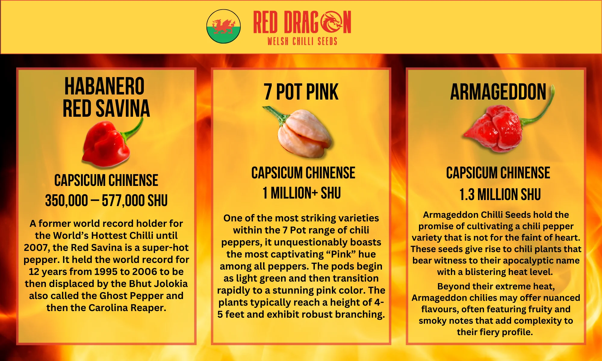 Super Hot Chilli Seed Variety Pack - Image 4