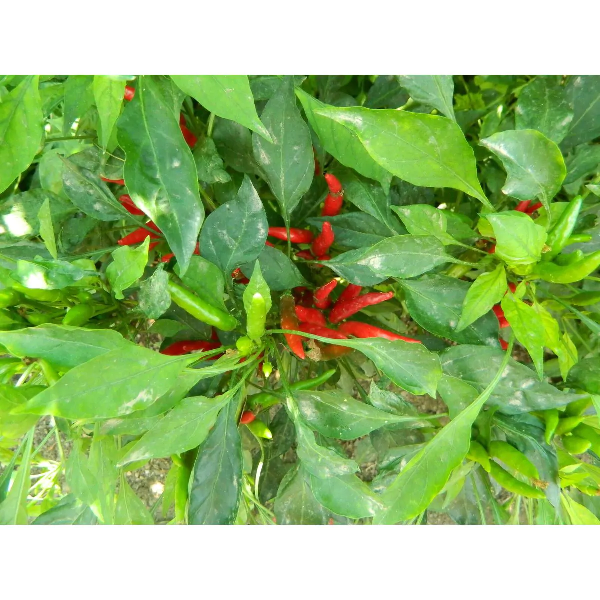 Takanotsume Chilli Seeds