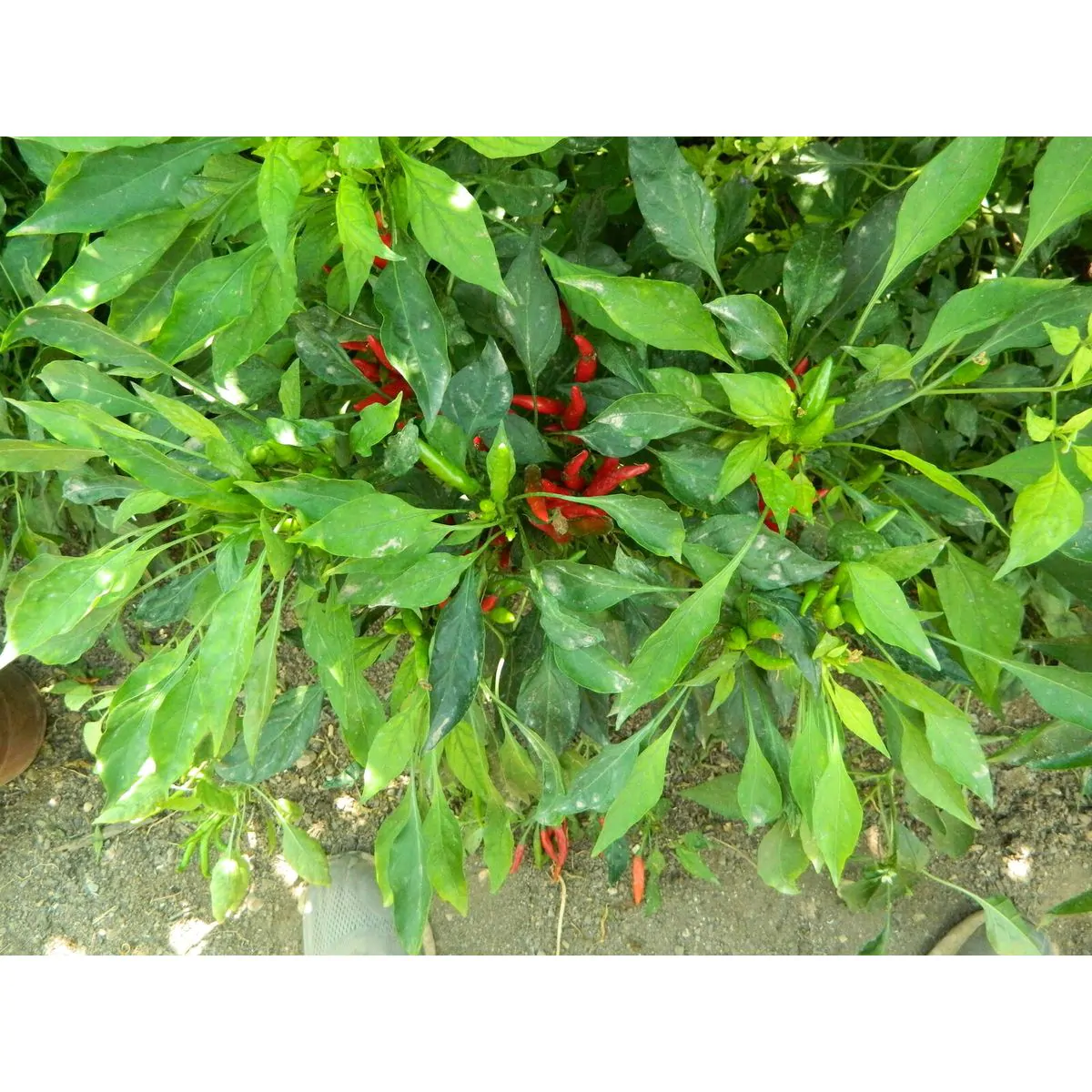 Takanotsume Chilli Seeds - Image 2