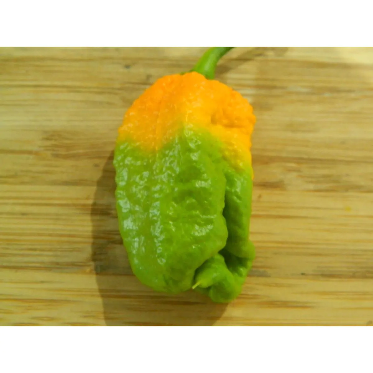 Trinidad Scorpion Yellow - Image 3