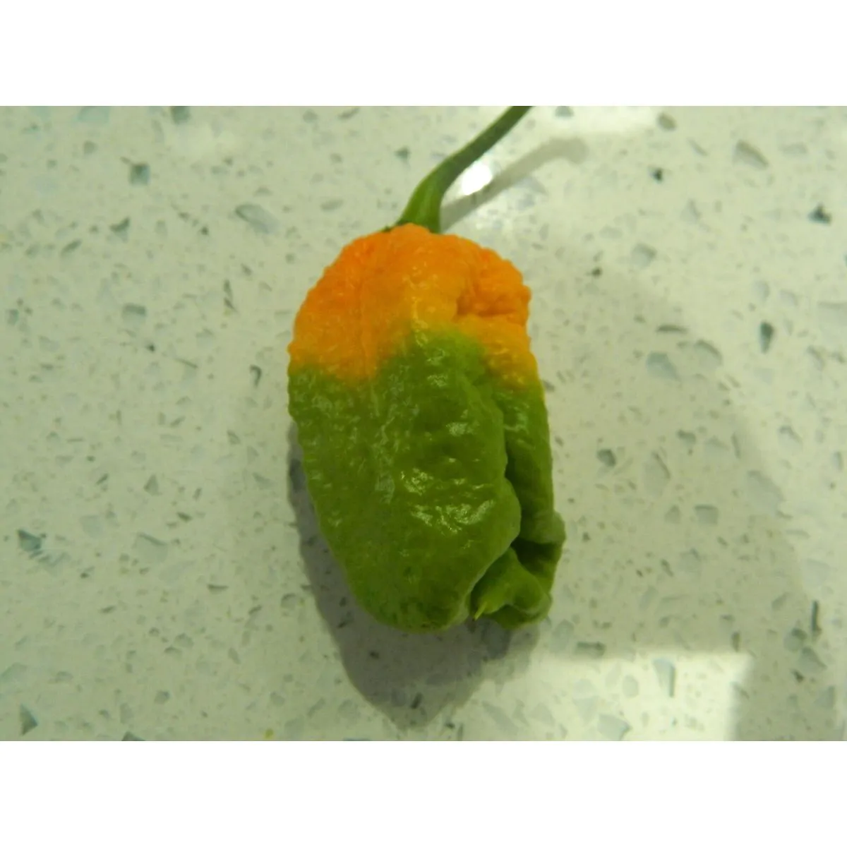 Trinidad Scorpion Yellow - Image 4