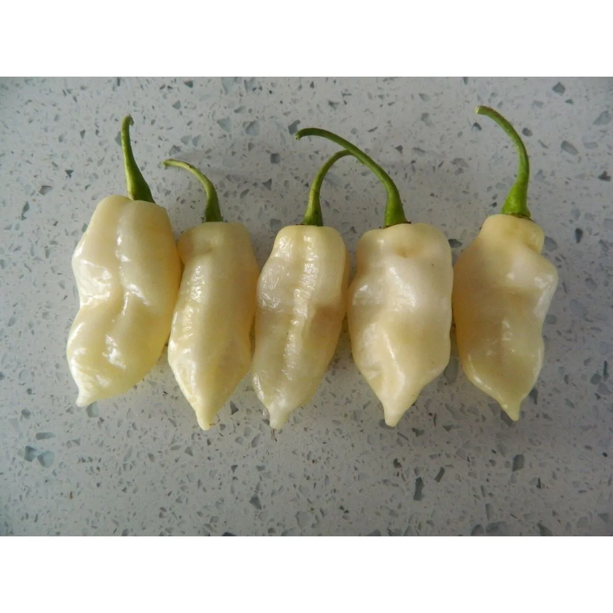 White Fatalii