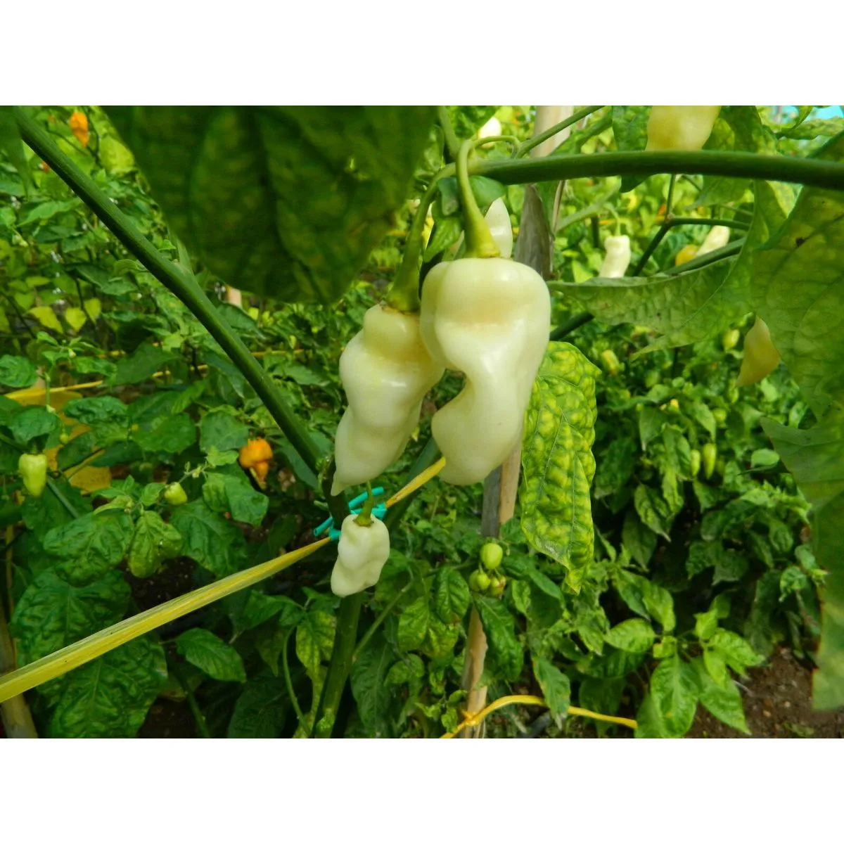 White Fatalii - Image 4