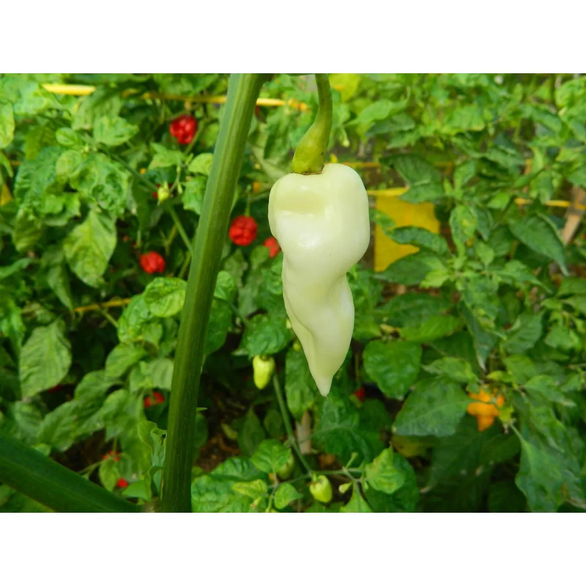 White Fatalii - Image 5