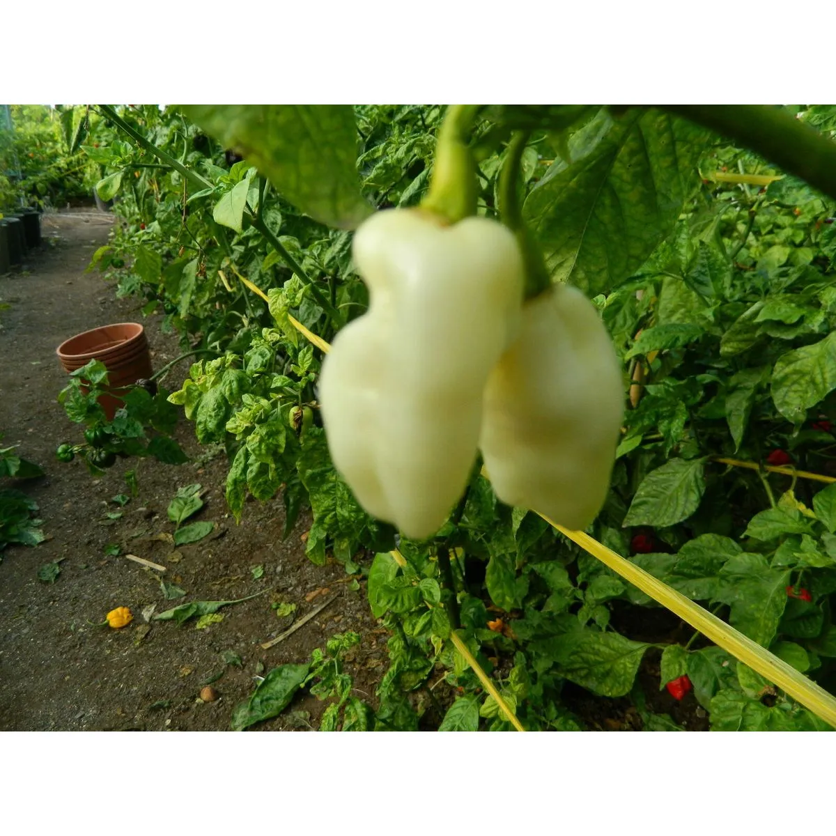 White Fatalii - Image 6