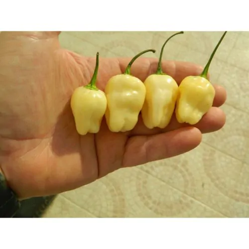 White Habanero