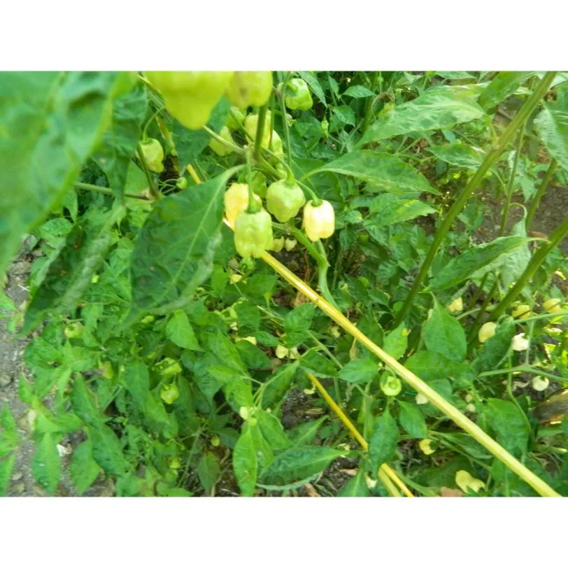 White Habanero - Image 2
