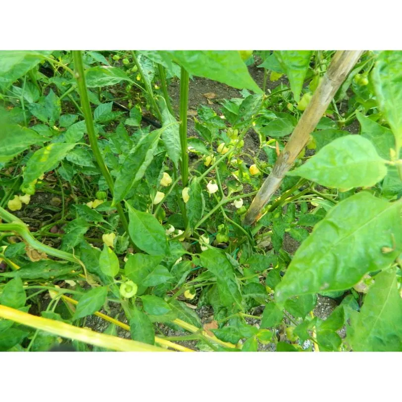 White Habanero - Image 3