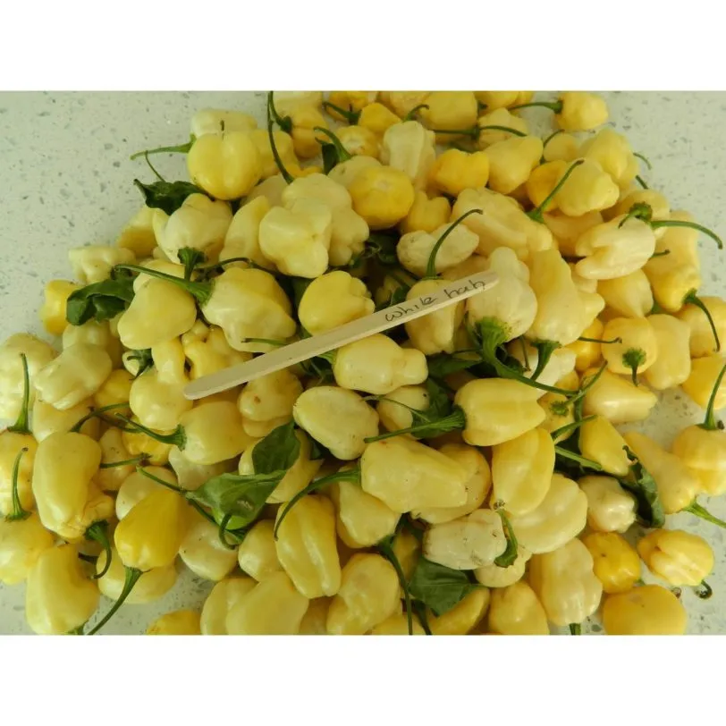 White Habanero - Image 4