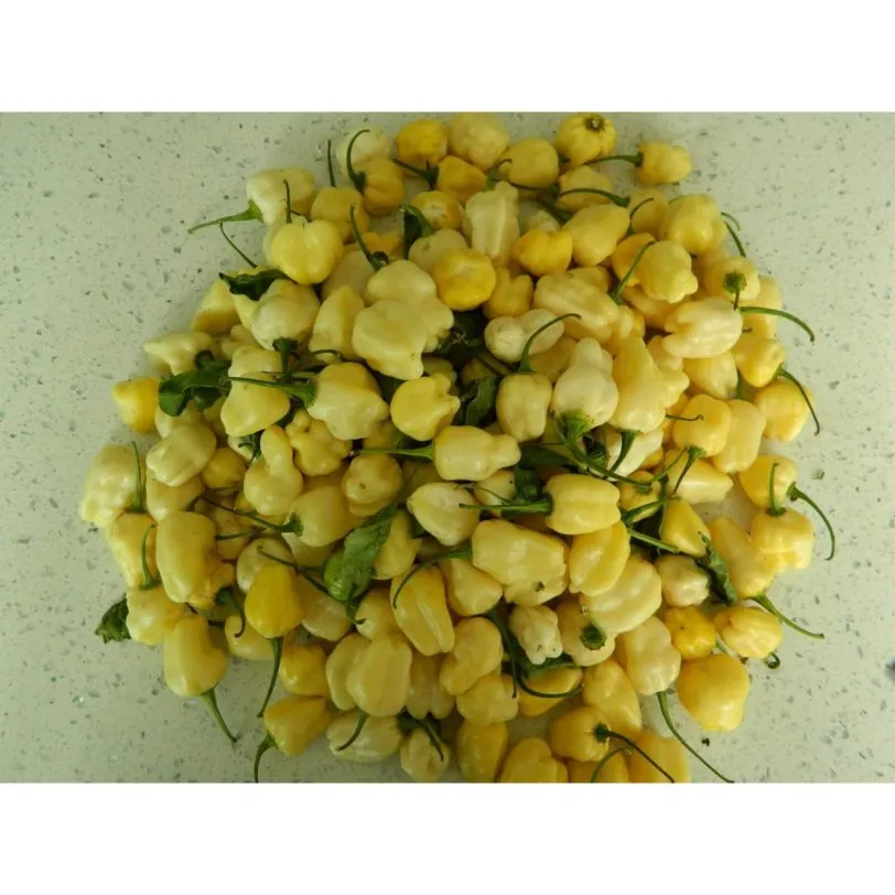 White Habanero - Image 5