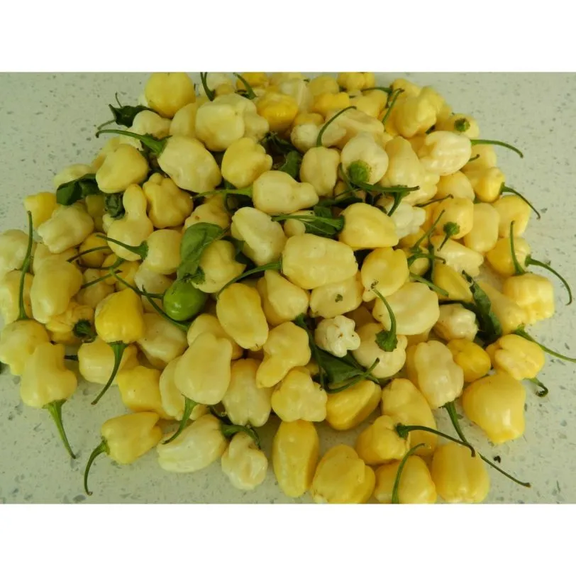 White Habanero - Image 6