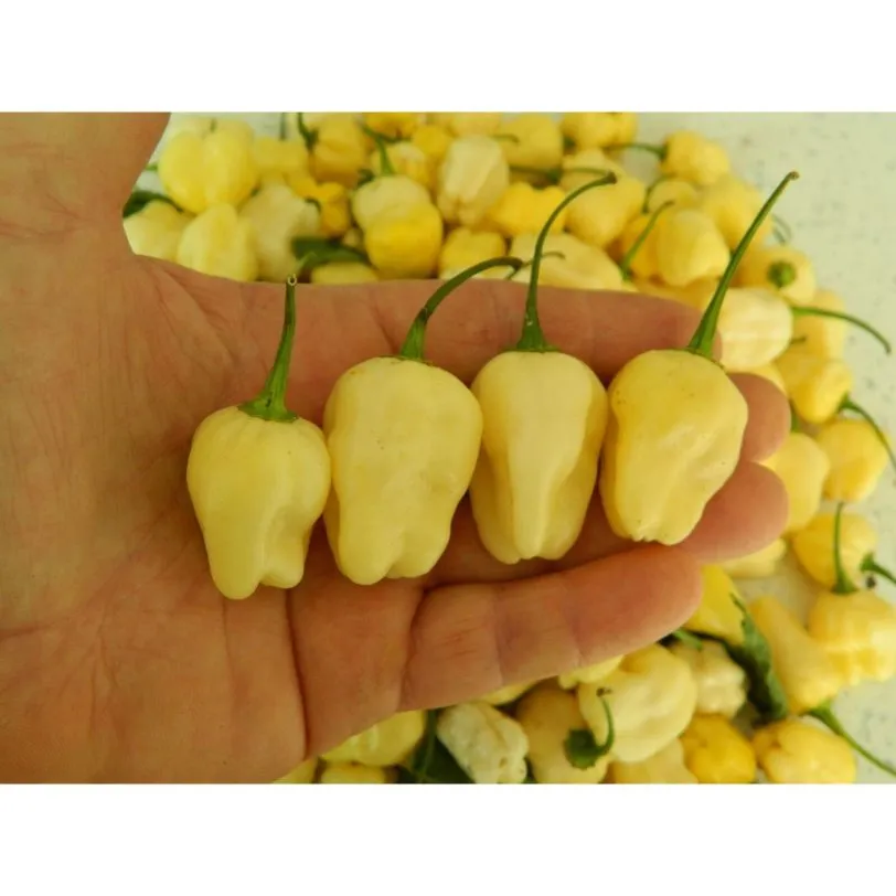 White Habanero - Image 7