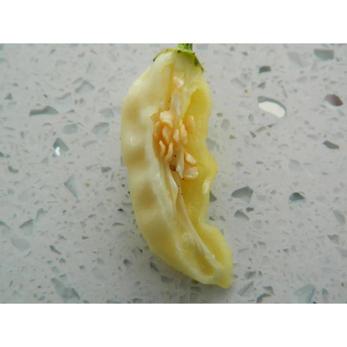 Naga White Chilli Seeds - Image 3