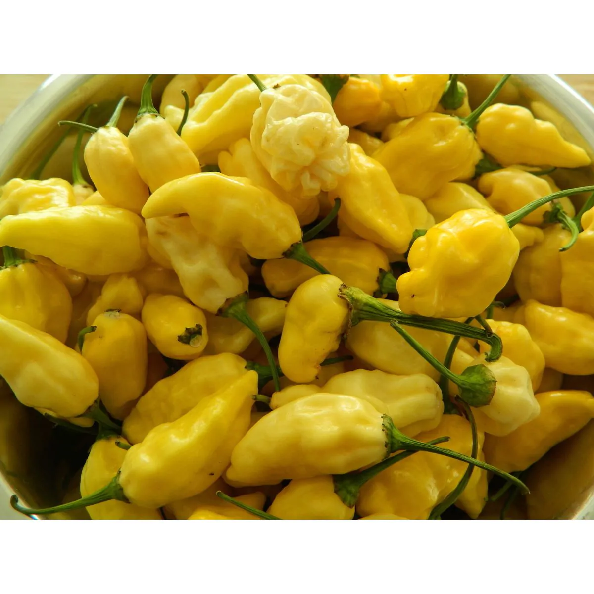 Naga White Chilli Seeds - Image 4