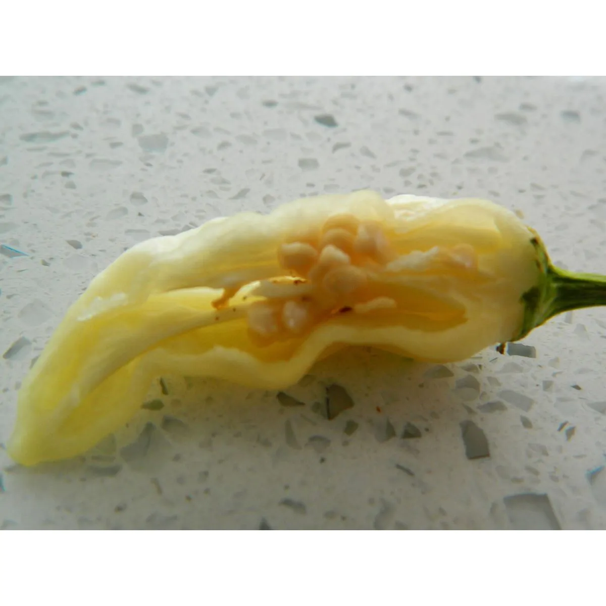 Naga White Chilli Seeds - Image 5