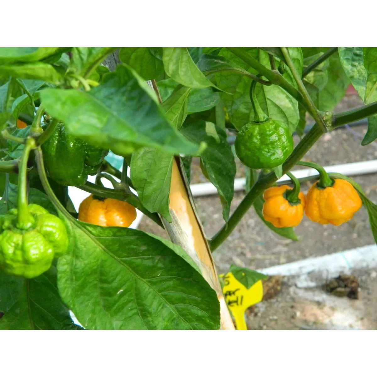 Carolina Reaper Yellow Chilli Seeds - Image 3