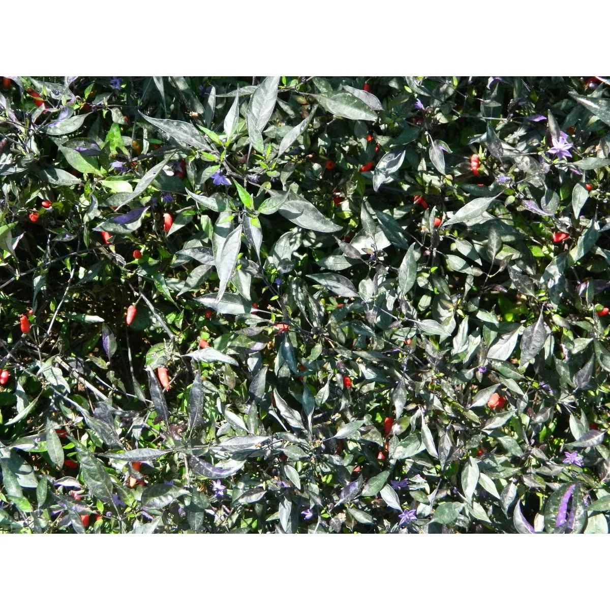 Zimbabwe Black - Image 2