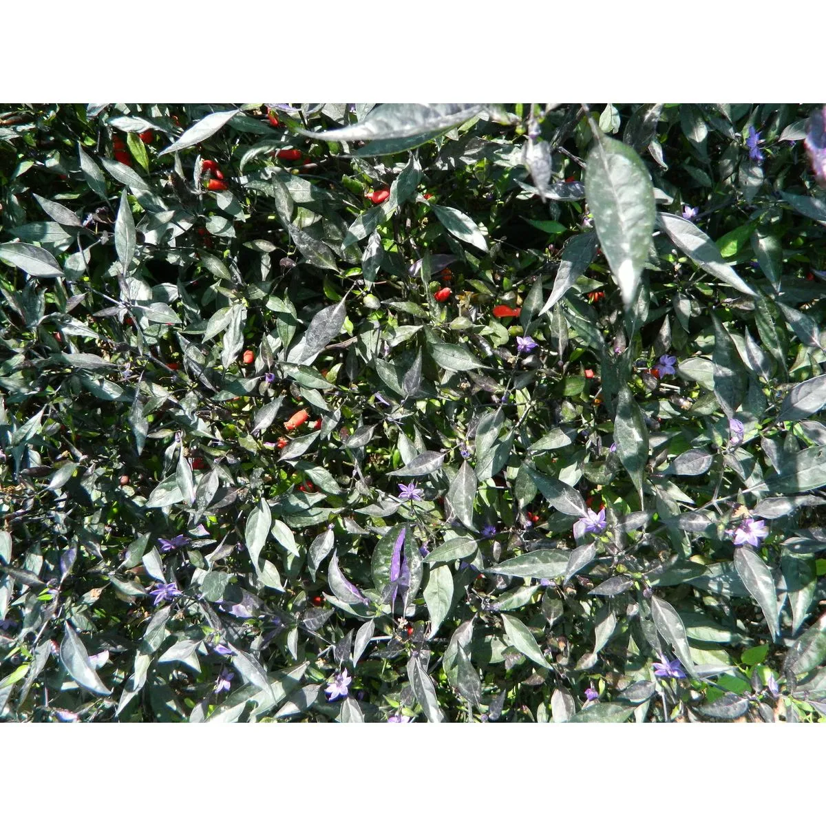 Zimbabwe Black - Image 3