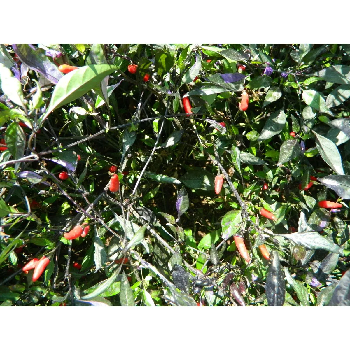 Zimbabwe Black - Image 4