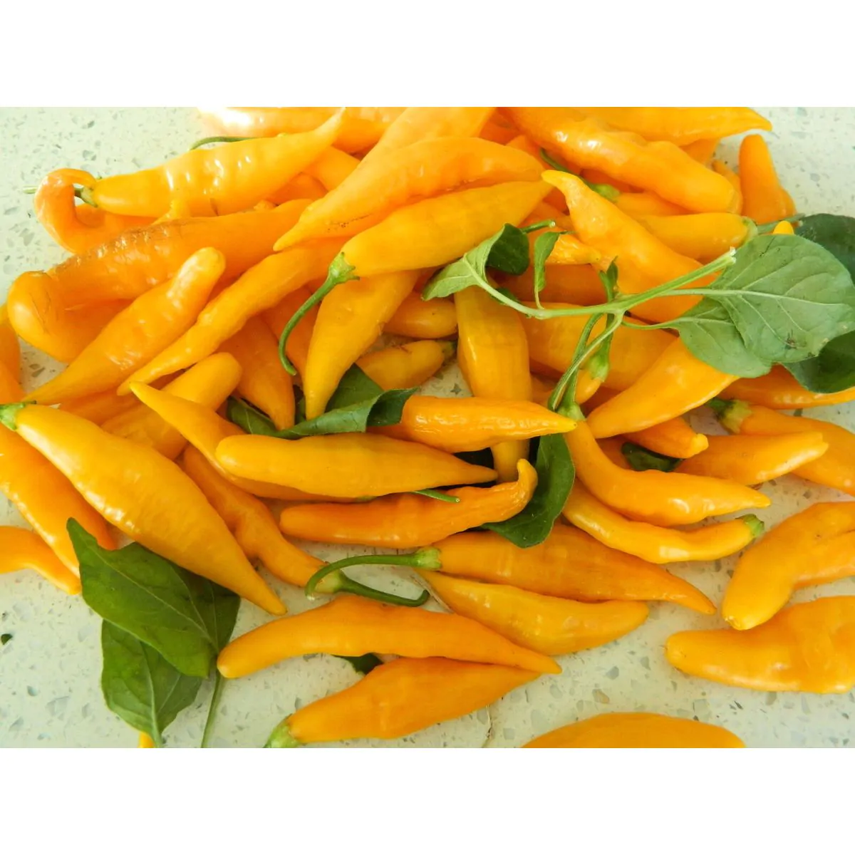 AJI Challuaruro Chilli Seeds