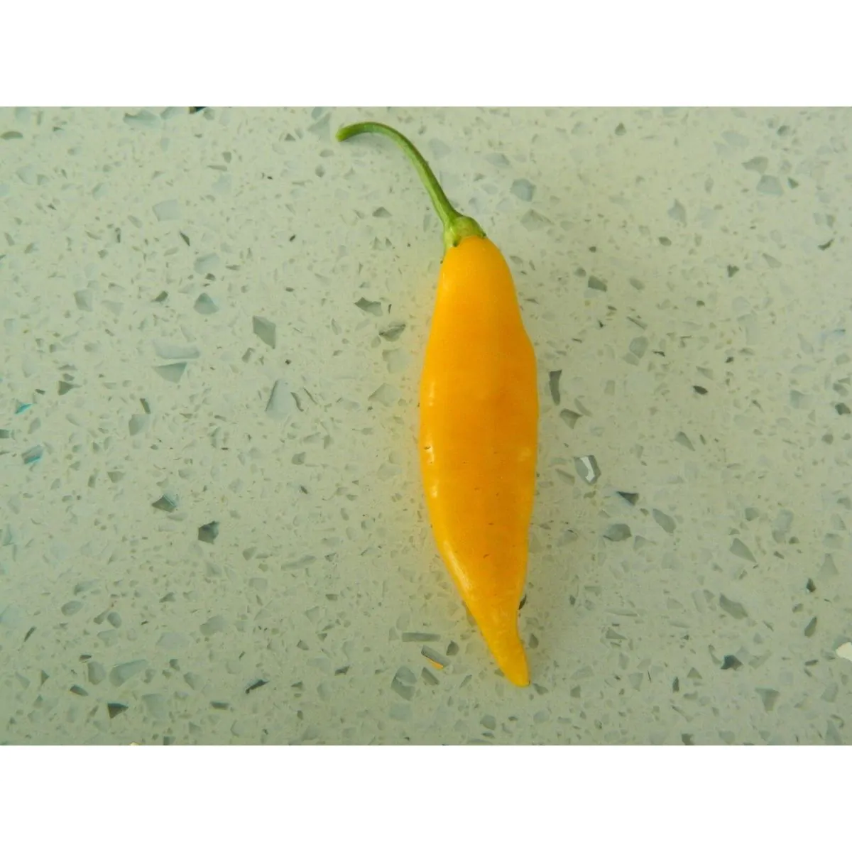 AJI Challuaruro Chilli Seeds - Image 3