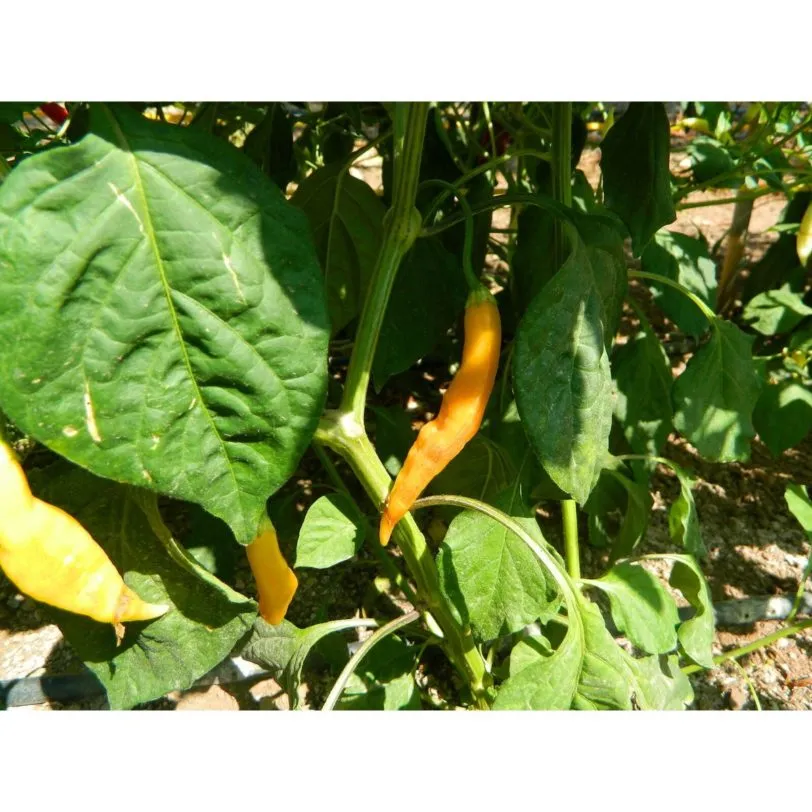AJI Challuaruro Chilli Seeds - Image 5