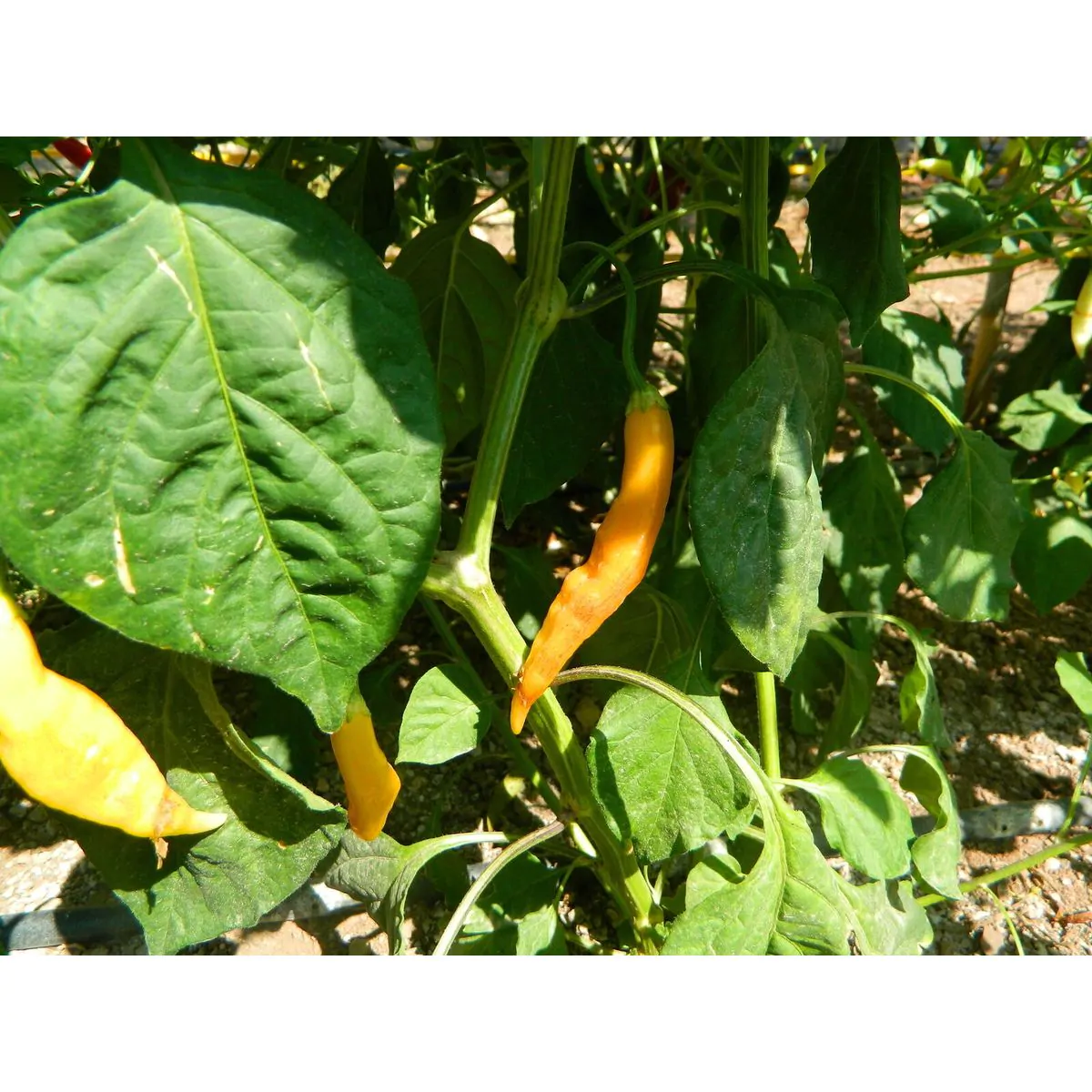 AJI Challuaruro Chilli Seeds - Image 5