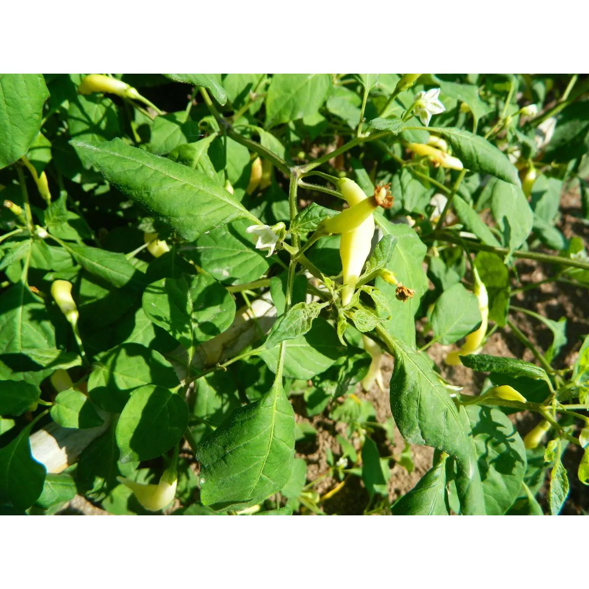 AJI Challuaruro Chilli Seeds - Image 6