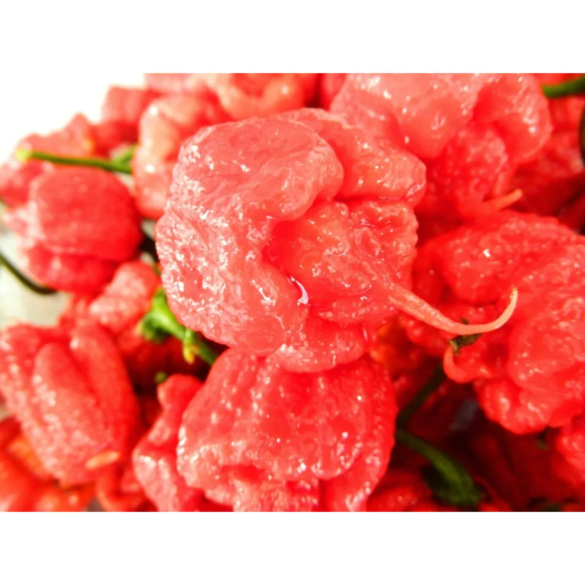 Carolina Reaper Chilli Seeds - Image 11