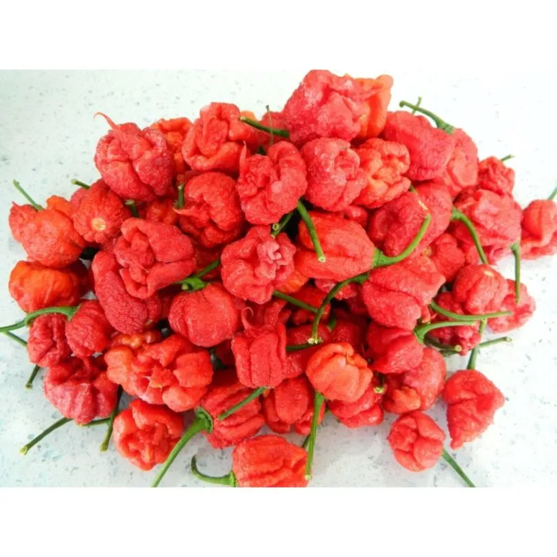 Carolina Reaper Chilli Seeds - Image 18