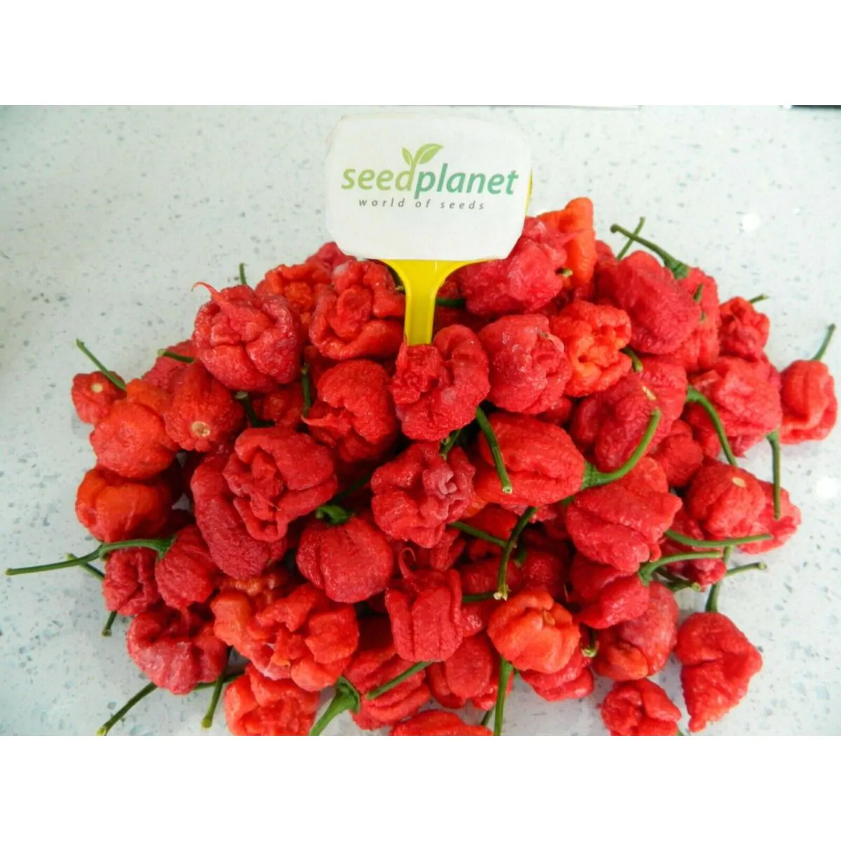 Carolina Reaper Chilli Seeds - Image 19