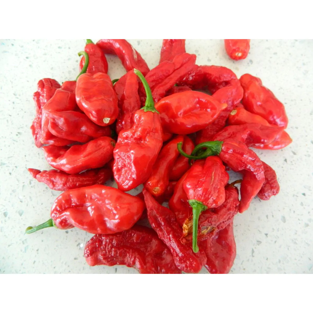 Ecuadorian Devil's Breath Chilli Seeds - Image 4