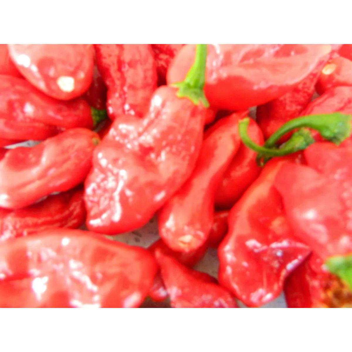 Ecuadorian Devil's Breath Chilli Seeds - Image 7