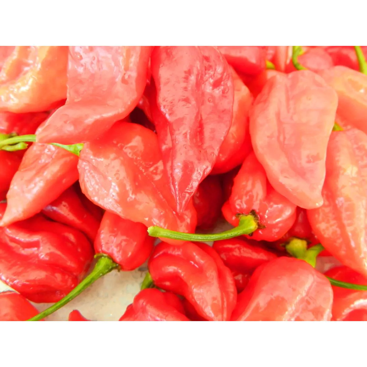 Devils Tongue Chilli Seeds - Rare Red Variety - Image 4