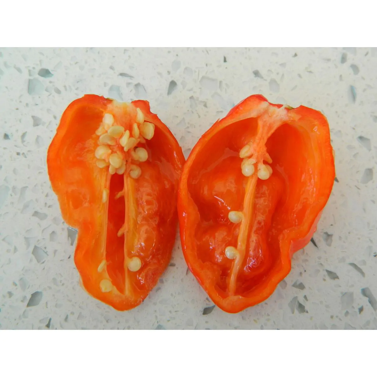 Devils Tongue Chilli Seeds - Rare Red Variety - Image 5