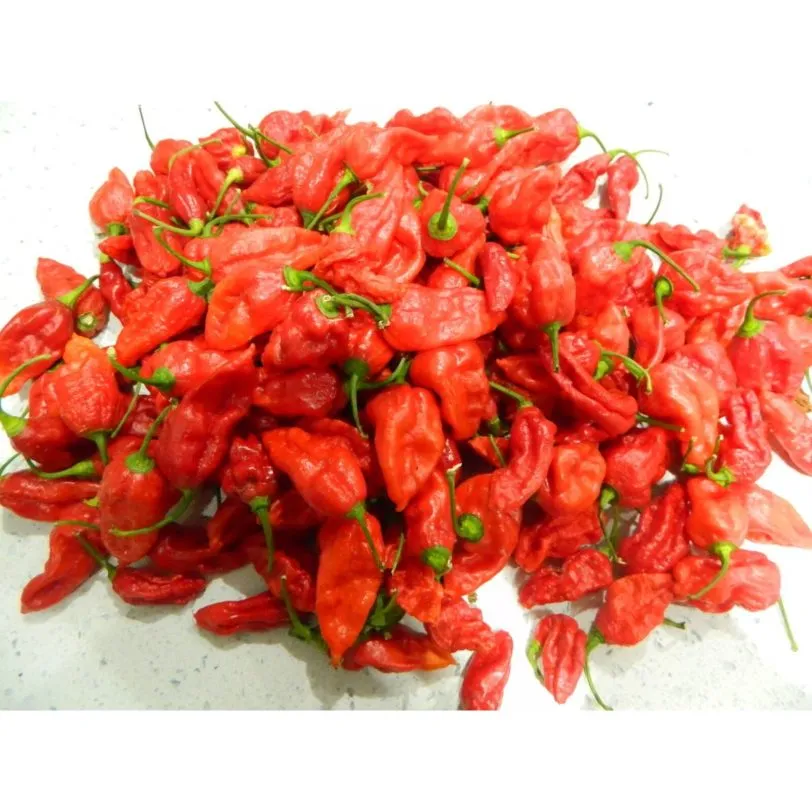 The Naga (Dorset Variety) Chilli Seeds - Image 2