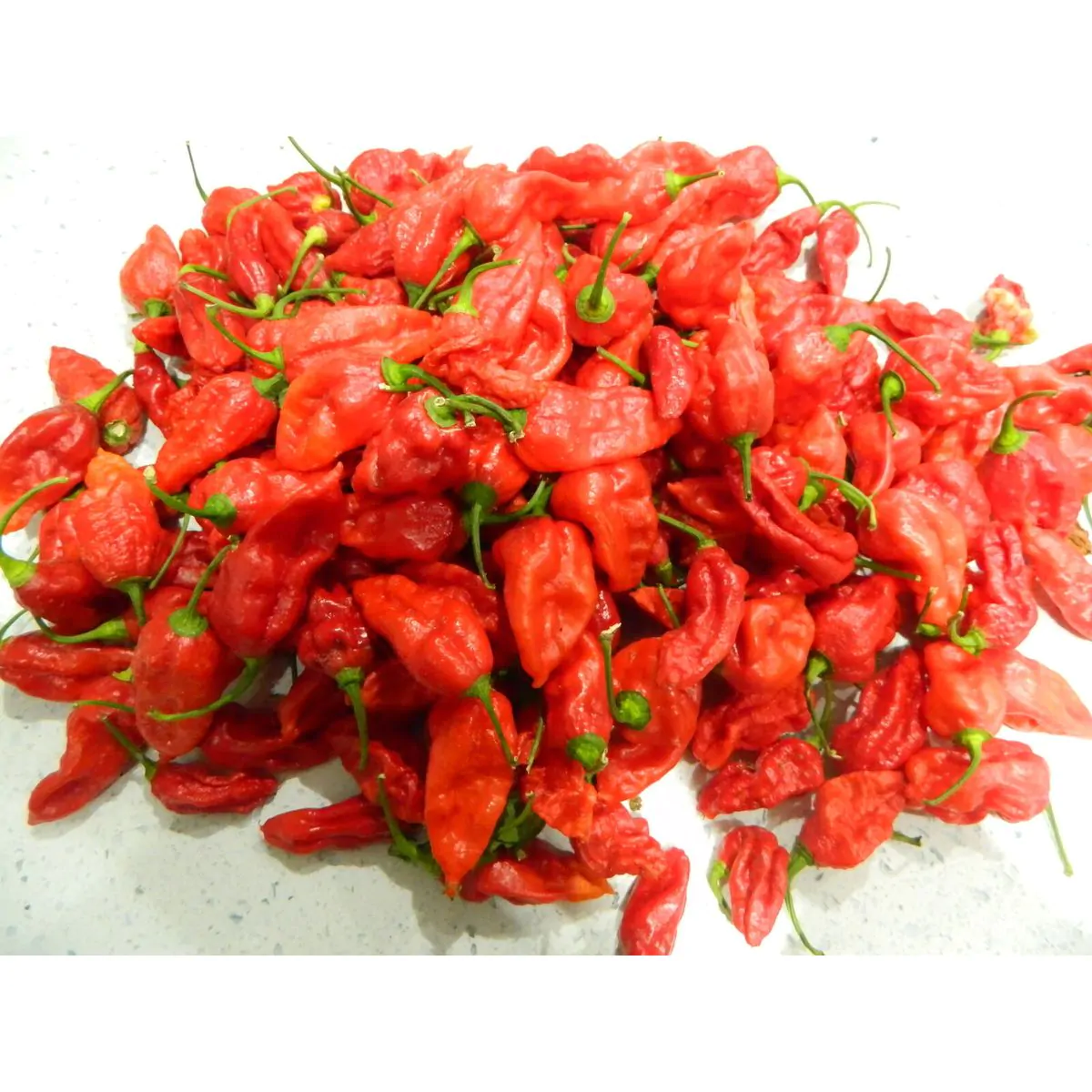 The Naga (Dorset Variety) Chilli Seeds - Image 2