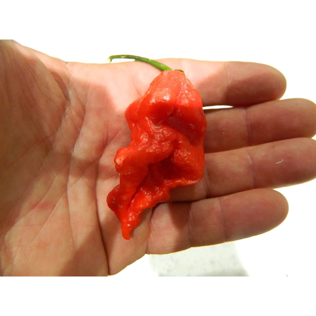 The Naga (Dorset Variety) Chilli Seeds - Image 3
