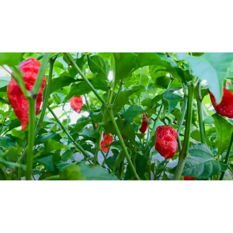 Bhut Jolokia Red - Image 4