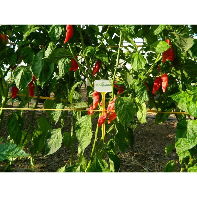 Bhut Jolokia Red - Image 5