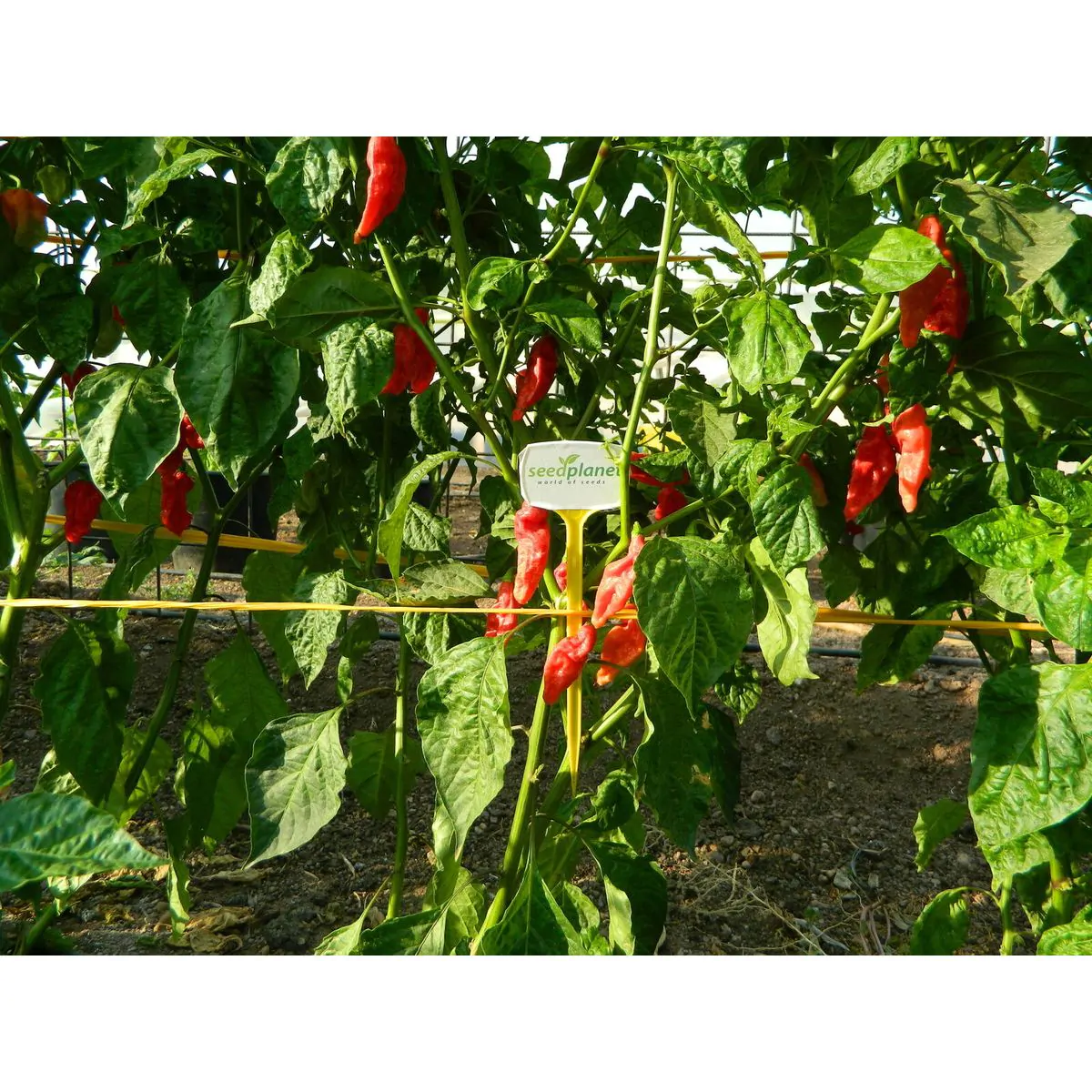 Ghost Pepper - Image 3