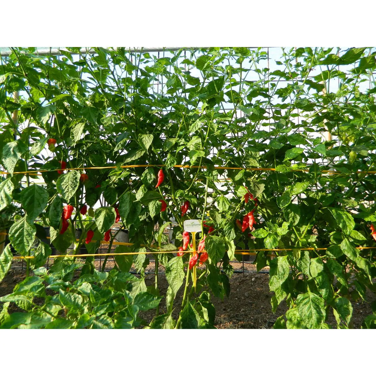 Ghost Pepper - Image 5