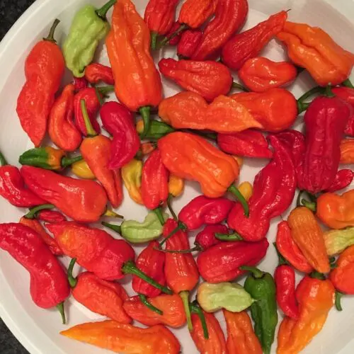 Bhut Jolokia Red - Image 11