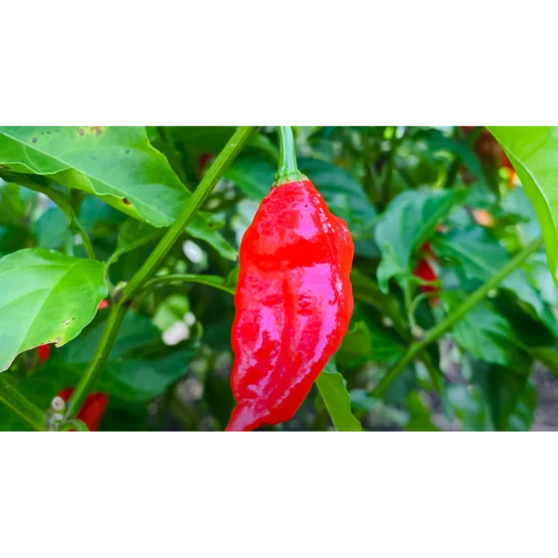 Bhut Jolokia Red - Image 7