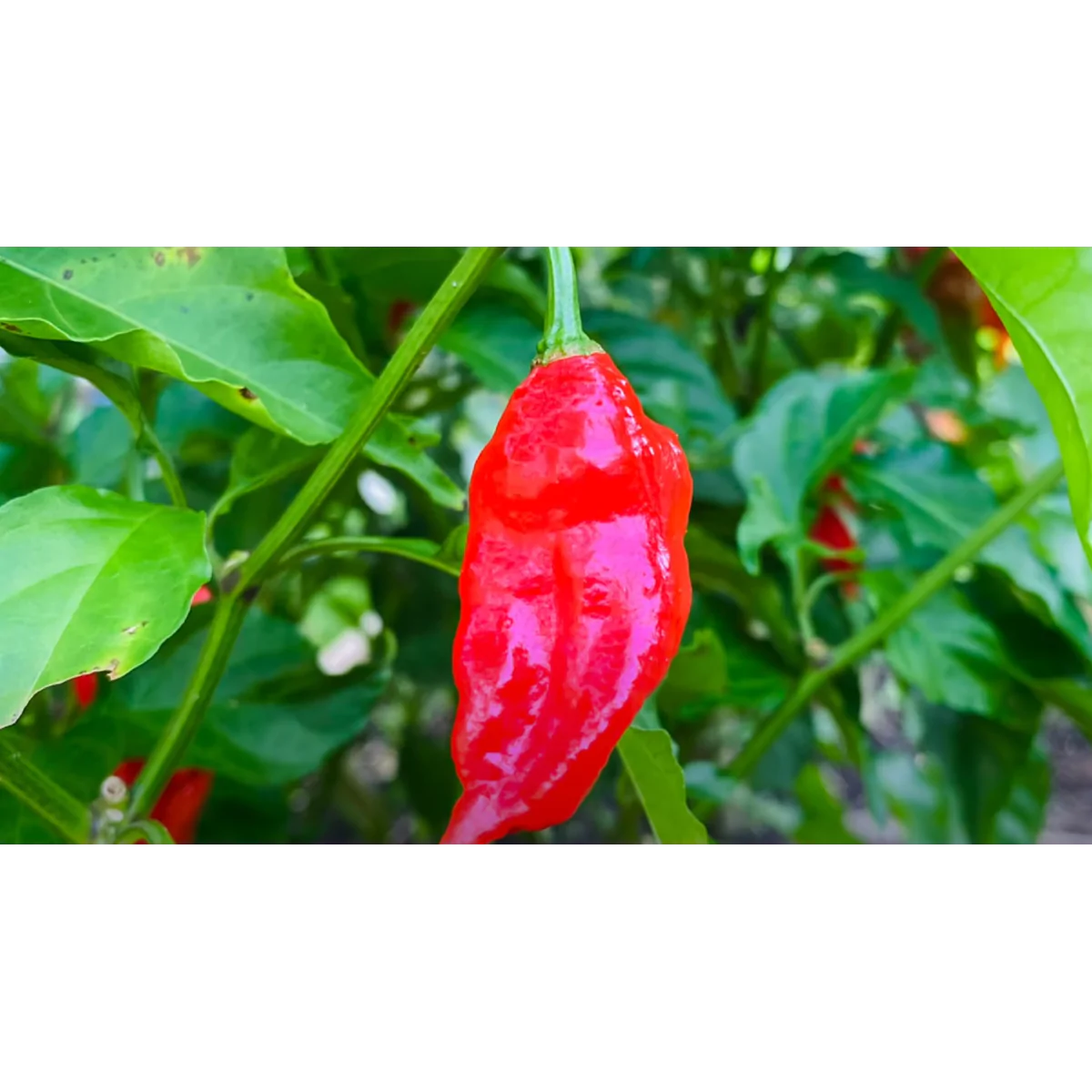 Ghost Pepper - Image 9
