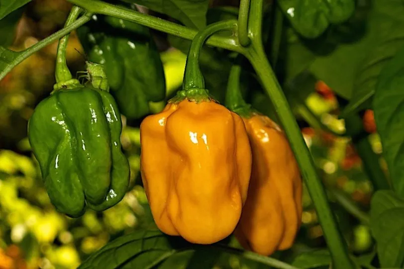Numex Sauve Orange