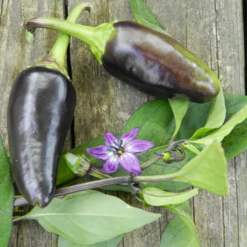 Black Jalapeno Chilli Seeds