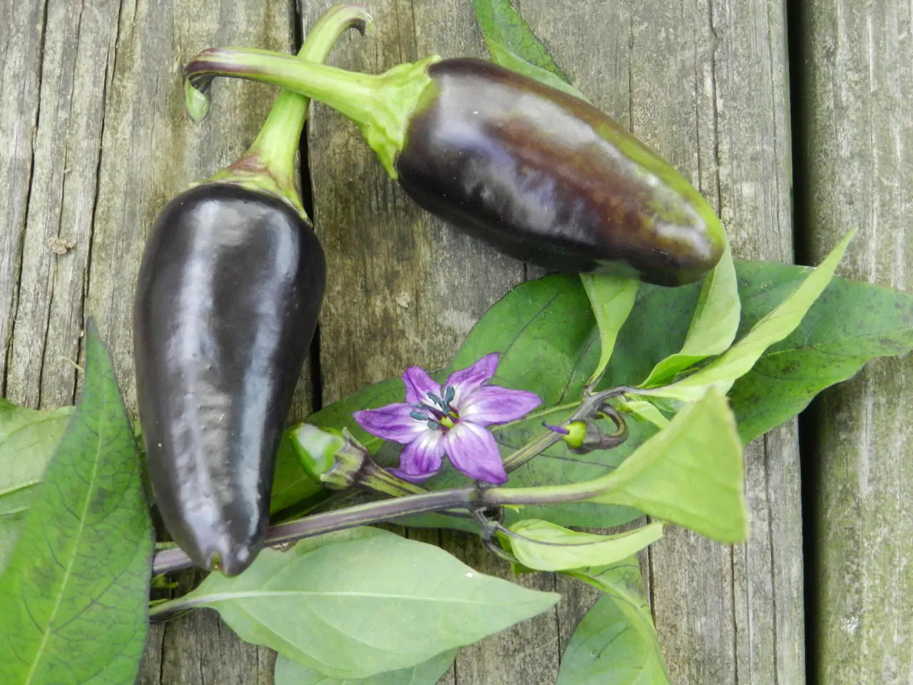 Black Jalapeno Chilli Seeds