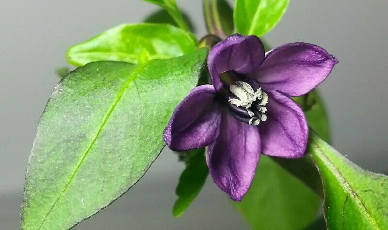 Black Jalapeno Chilli Seeds - Image 2