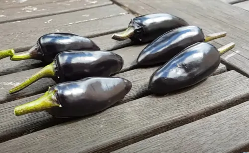 Black Jalapeno Chilli Seeds - Image 3